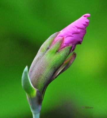 DSC_0922 Bud.jpg