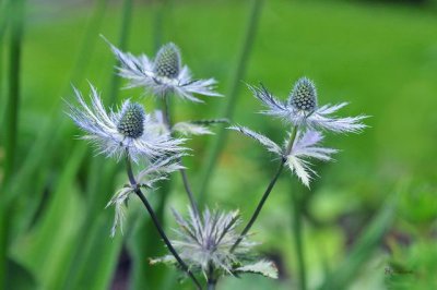 DSC_0930 Silver flowers.jpg