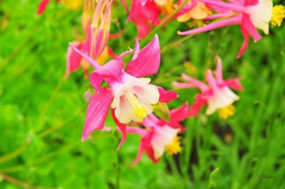 DSC_1672 Columbine.jpg