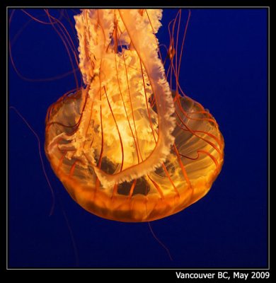 Jellyfish (2)