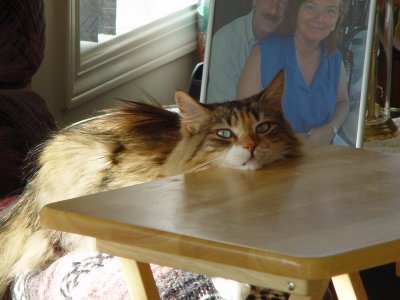 Gidget