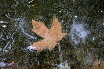 Leaf frozen under water