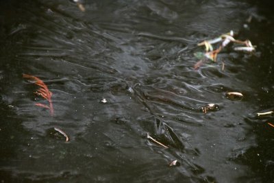 Frozen pond