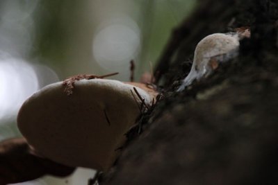 Tree fungus