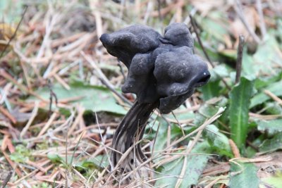 Mushroom