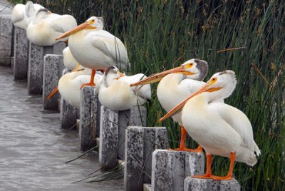 American White Pelicans