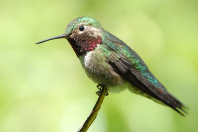 Broad-tailed Hummingbird - Male