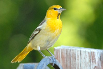 Bullocks Oriole - Female