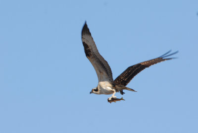 Osprey