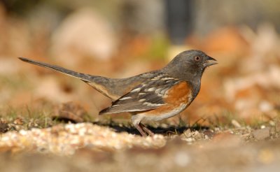 Spotted Towhee