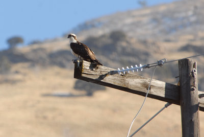 Osprey