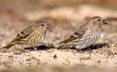 Pine Siskin
