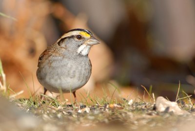 White-throated Sparrow
