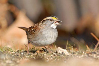 White-throated Sparrow