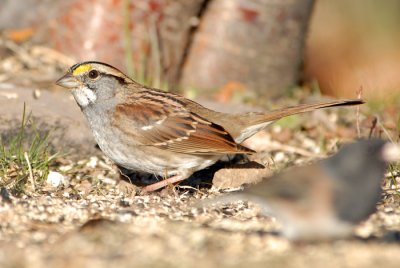 White-throated Sparrow