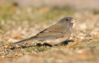 Dark-eyed Junco