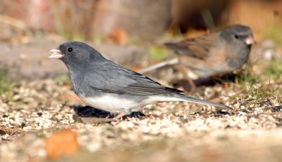 Dark-eyed Junco
