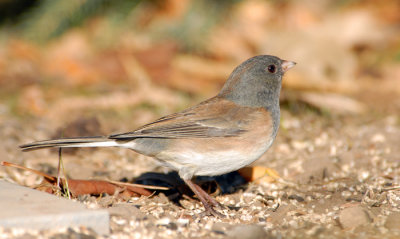 Dark-eyed Junco