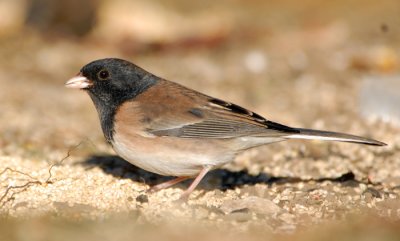 Dark-eyed Junco