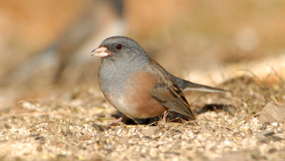 Dark-eyed Junco