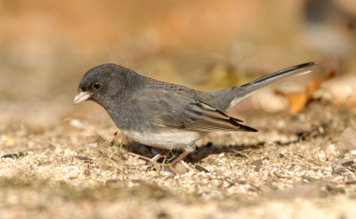 Dark-eyed Junco