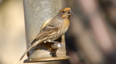 House Finch