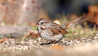 Song Sparrow