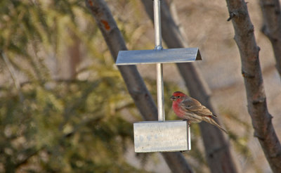 Small Hanging Feeder