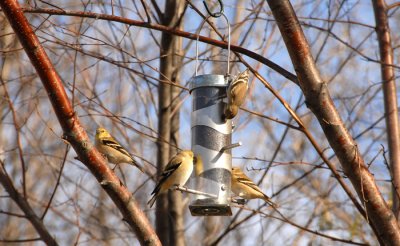 Thistle Feeder