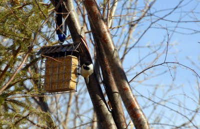 Suet Feeder