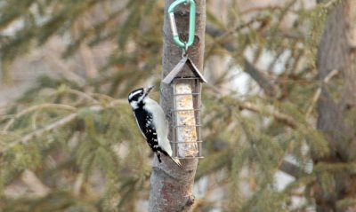 Another Suet Feeder