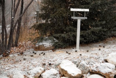 Two Spotted Towhees