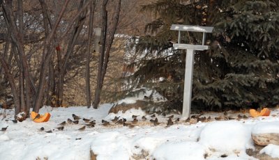 About 50 Juncos