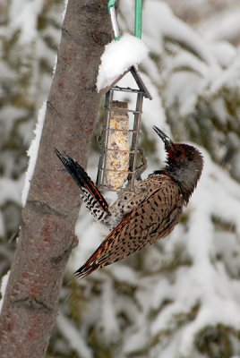 Northern Flicker