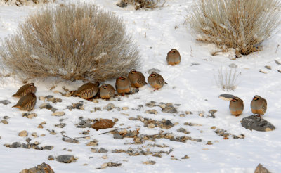 Chukars