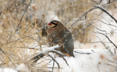 Chukar