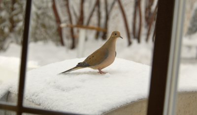 People Watching Dove
