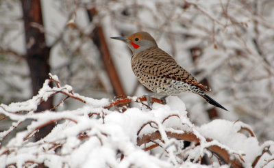 Northern Flicker