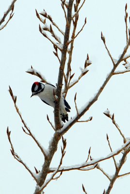 Downy Woodpecker