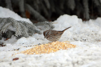 Song Sparrow