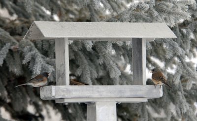 Frosted Feeder