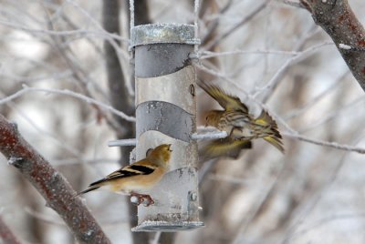 Squabble