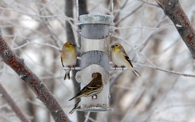 Thistle Feeder