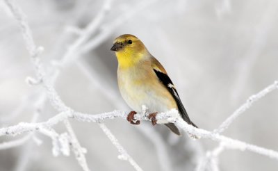 American Goldfinch