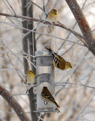 American Cold Finch