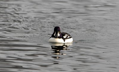 Barrow's Goldeneye