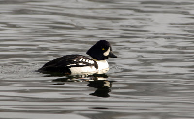 Barrow's Goldeneye