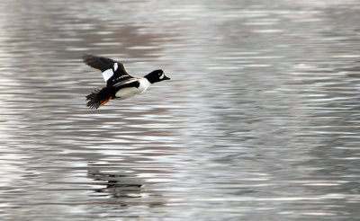Barrow's Goldeneye