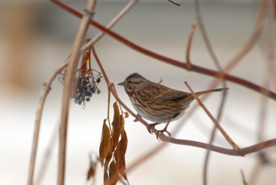 Song Sparrow