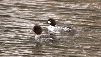 Barrow's Goldeneye (F) and Common Goldeneye (M)